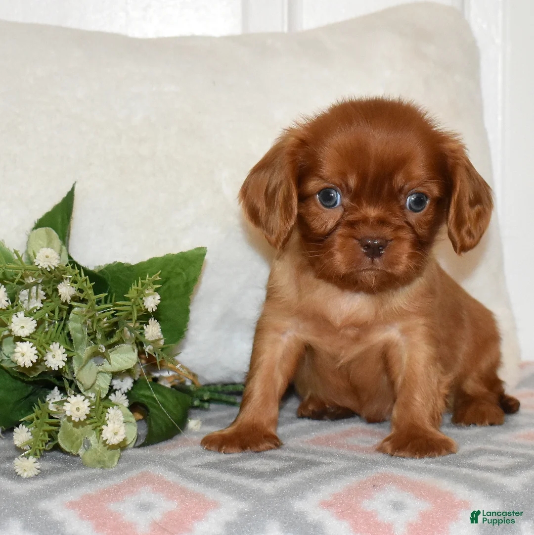 Cavalier King Charles Spaniel dogs for sale: Cider  - Ad 7