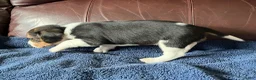 Beagle dogs for sale: Beagle 2 - Ad 44