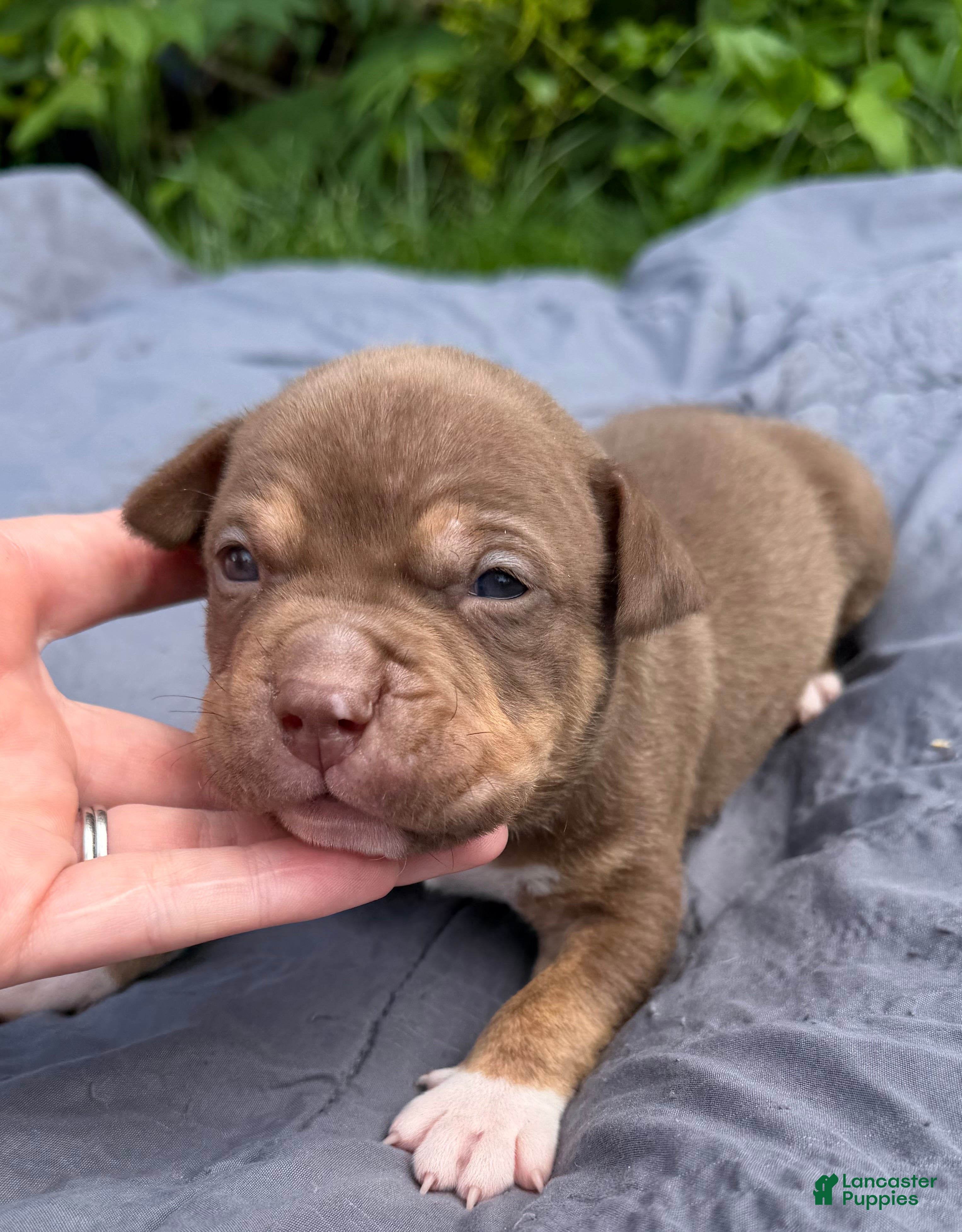 American Bully dogs Toby - Ad 1