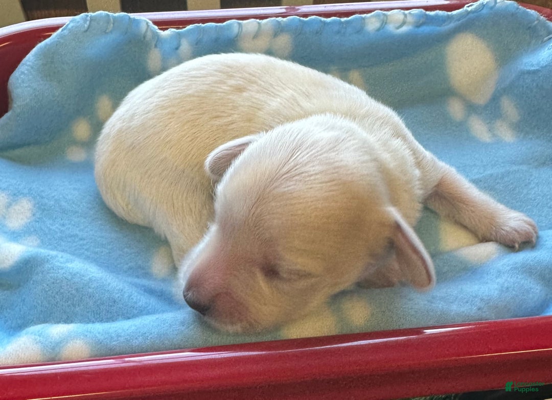 Caleb for sale in Trenton Lancaster Puppies