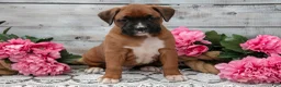 Boxer dogs for sale: Buster - Ad 3