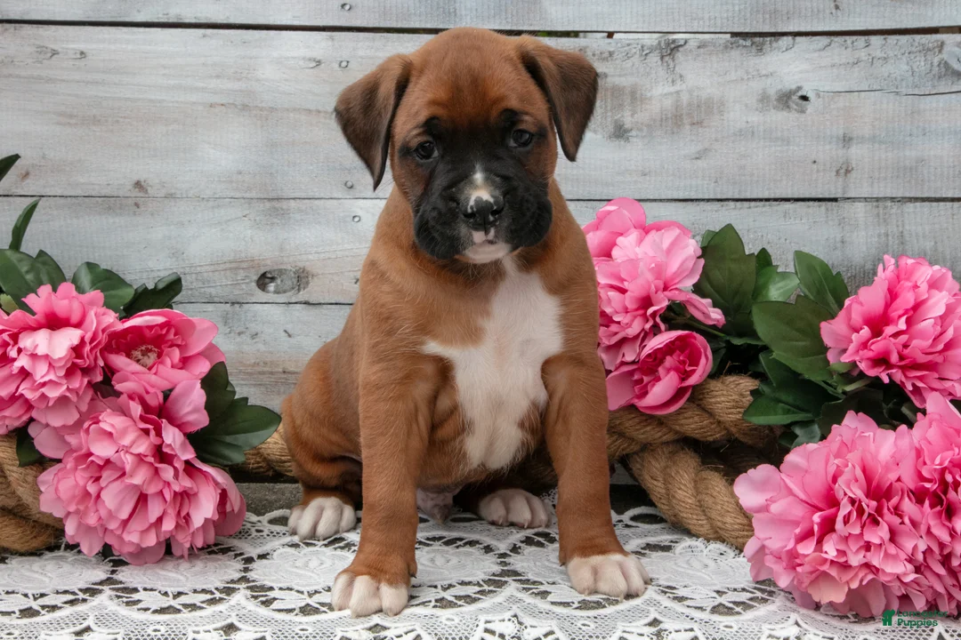 Boxer dogs for sale: Buster - Ad 3
