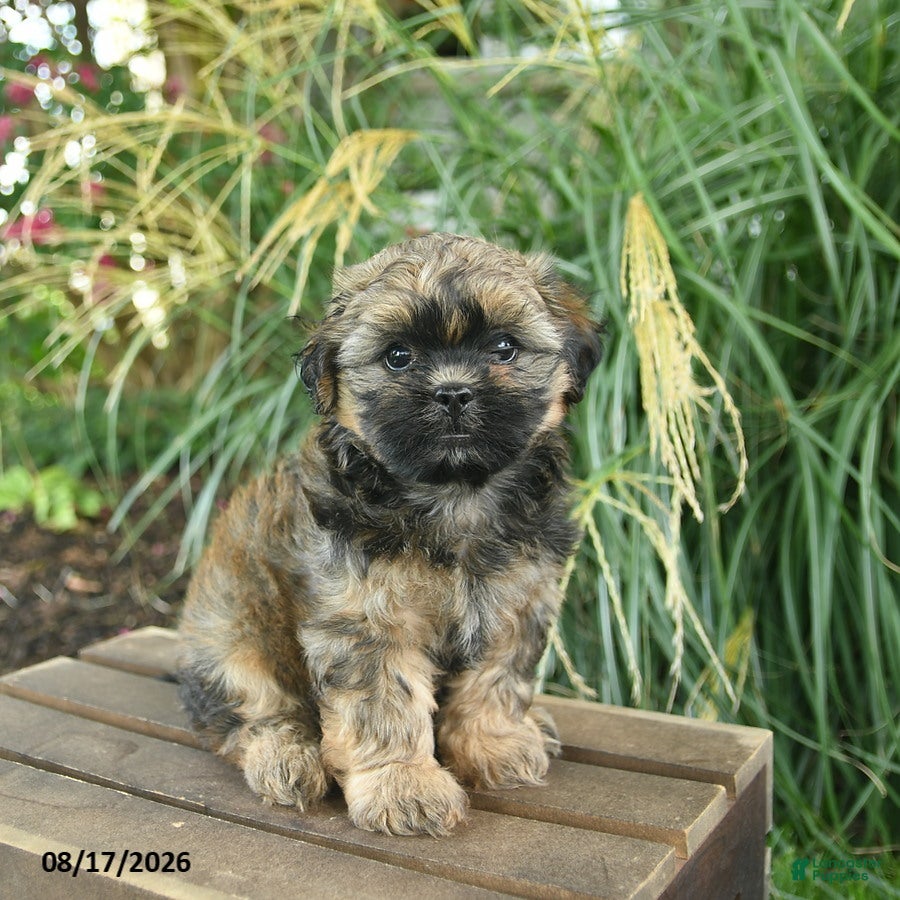 Mixed Breed dogs Mickey - Ad 2
