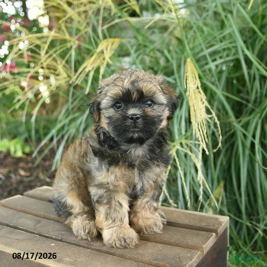 Mixed Breed dogs for sale: Mickey - Ad 2