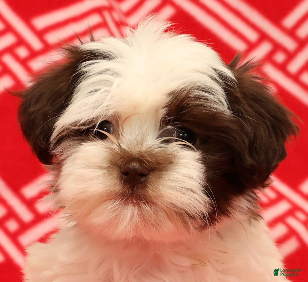 Havanese dogs for sale: Bella - Ad 9