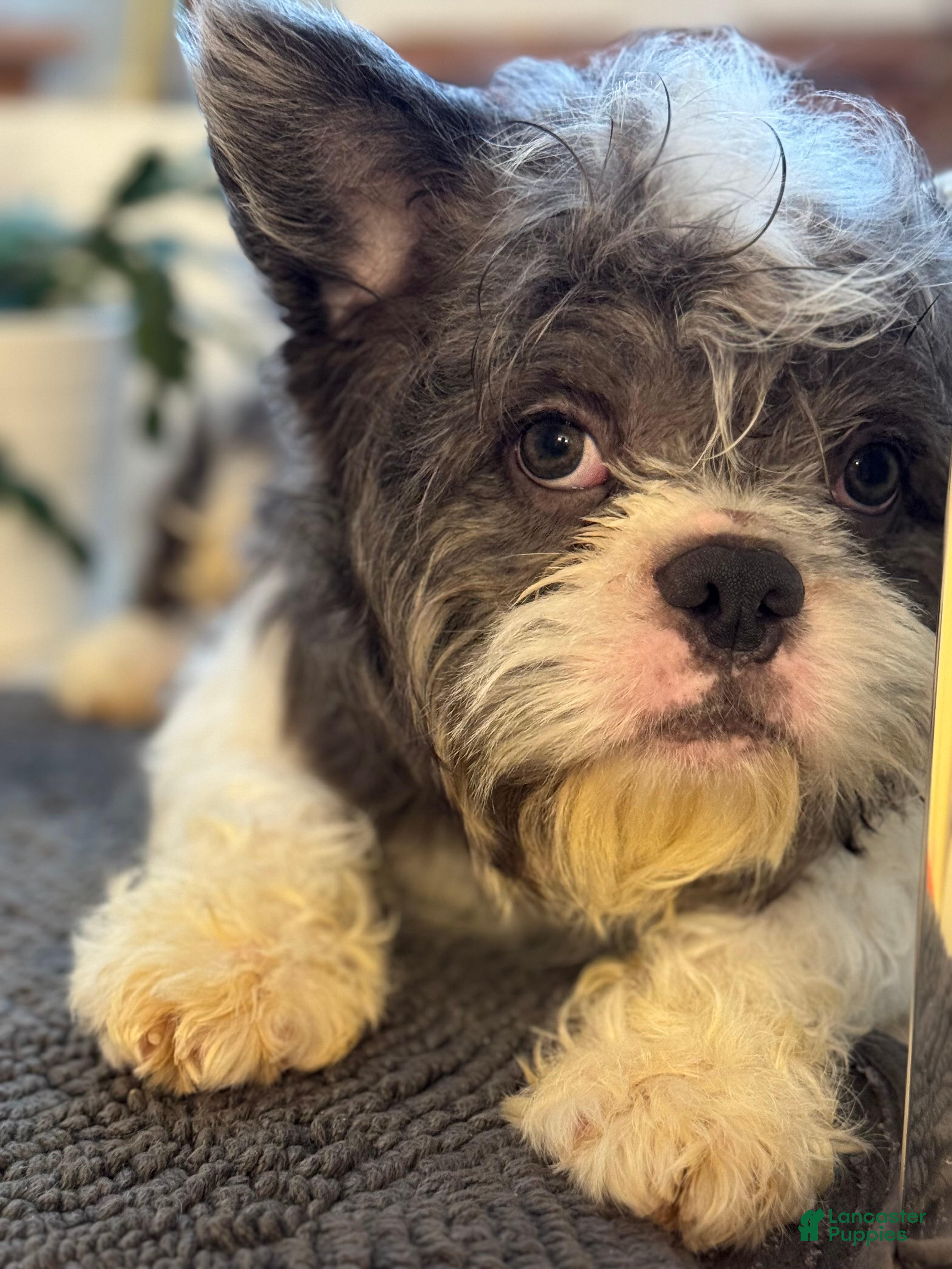 French Bulldog dogs Mr Tuxedo - Ad 38