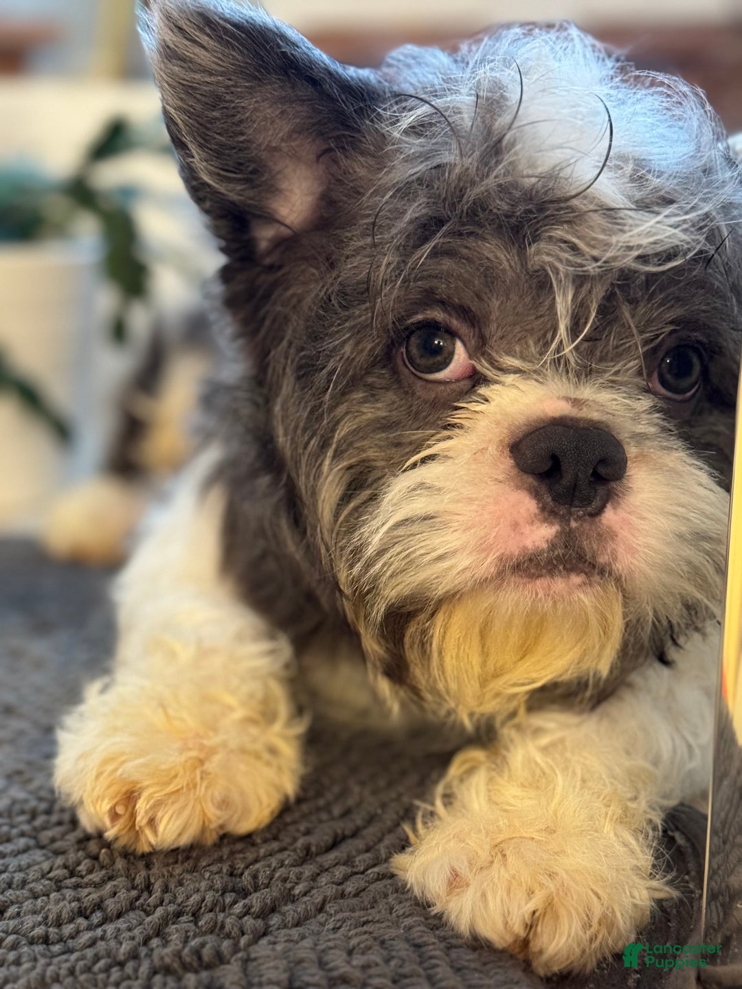 French Bulldog dogs for sale: Mr Tuxedo - Ad 1