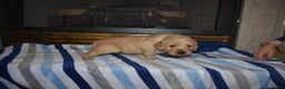 Golden Retriever dogs for sale: Chase - Ad 2