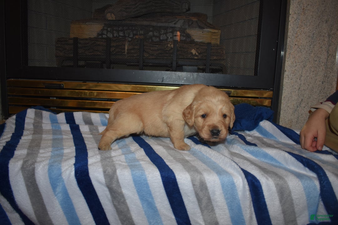 Golden Retriever dogs for sale: Chase - Ad 2