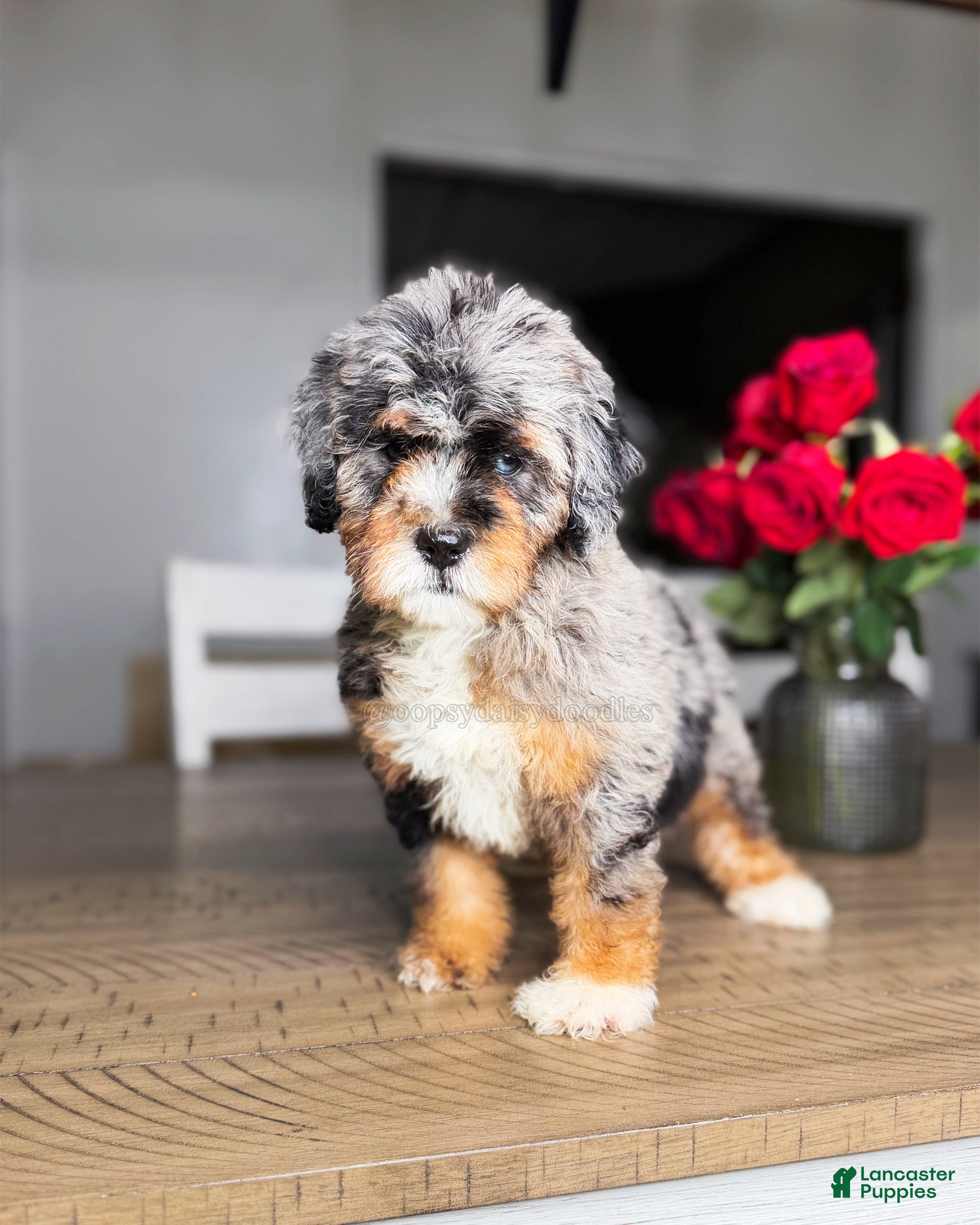 Mini Bernedoodle dogs Sunshine - Ad 18