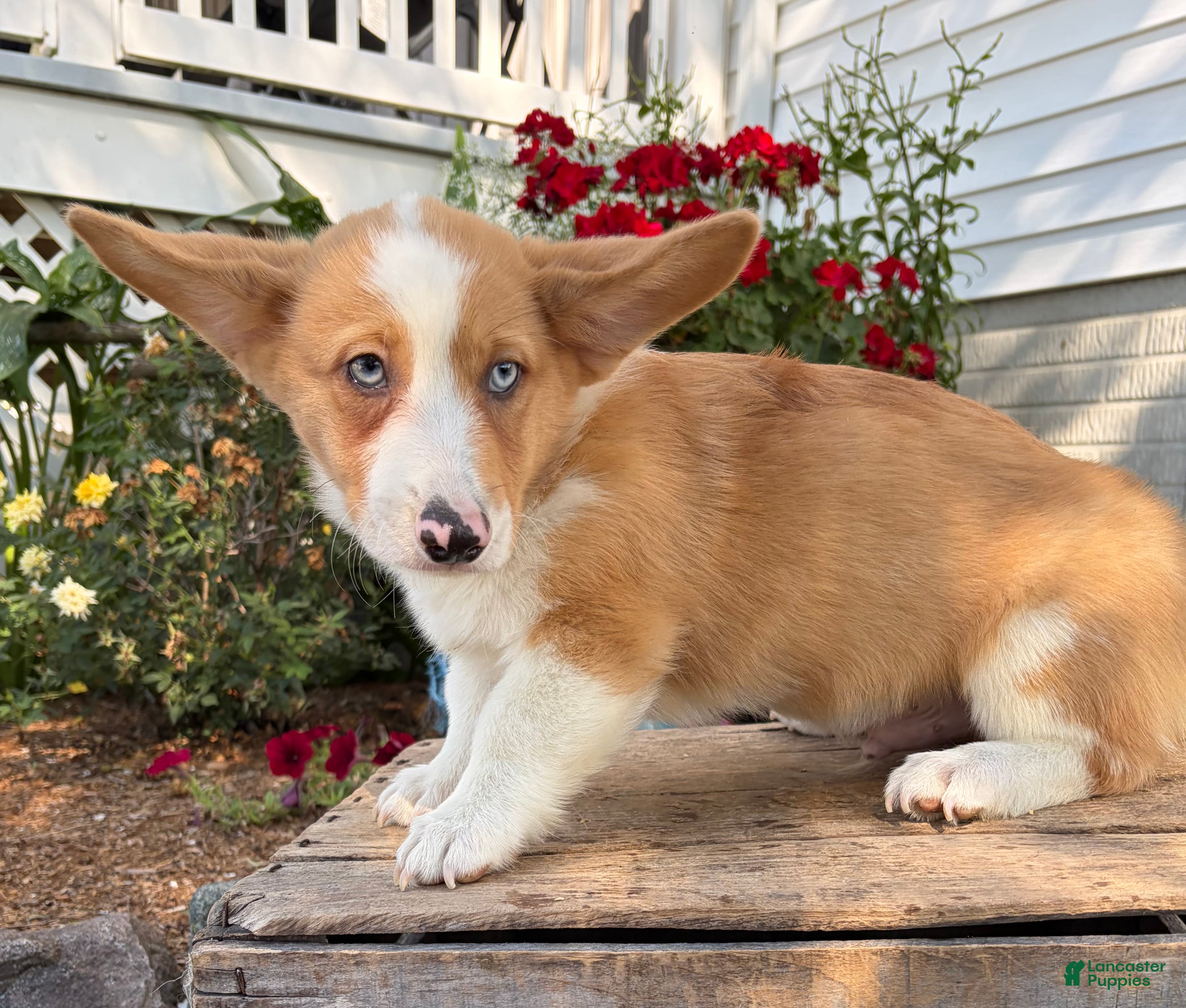 Welsh Corgi Pembroke dogs Gilbert blue eyes - Ad 2