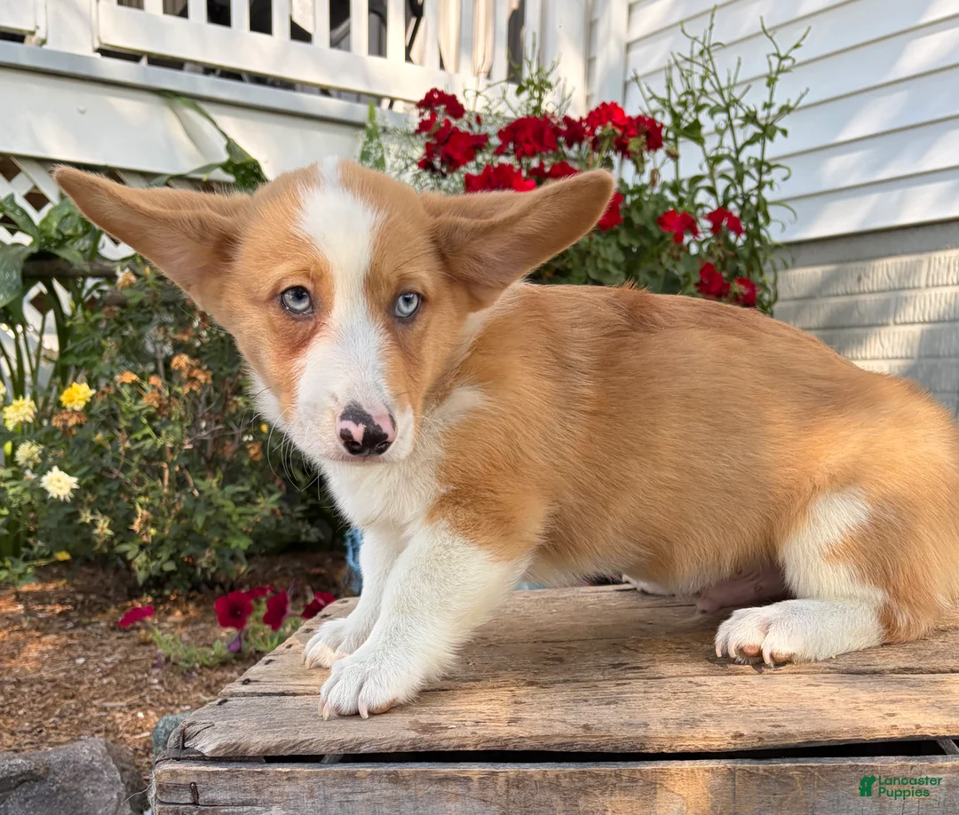 Welsh Corgi Pembroke dogs for sale: Gilbert blue eyes - Ad 2