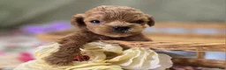 Cockapoo dogs for sale: Girdle - Ad 26