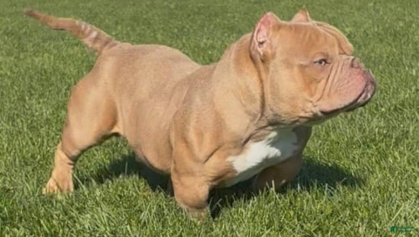 American Bully dogs Bull-Rilla - Ad 1