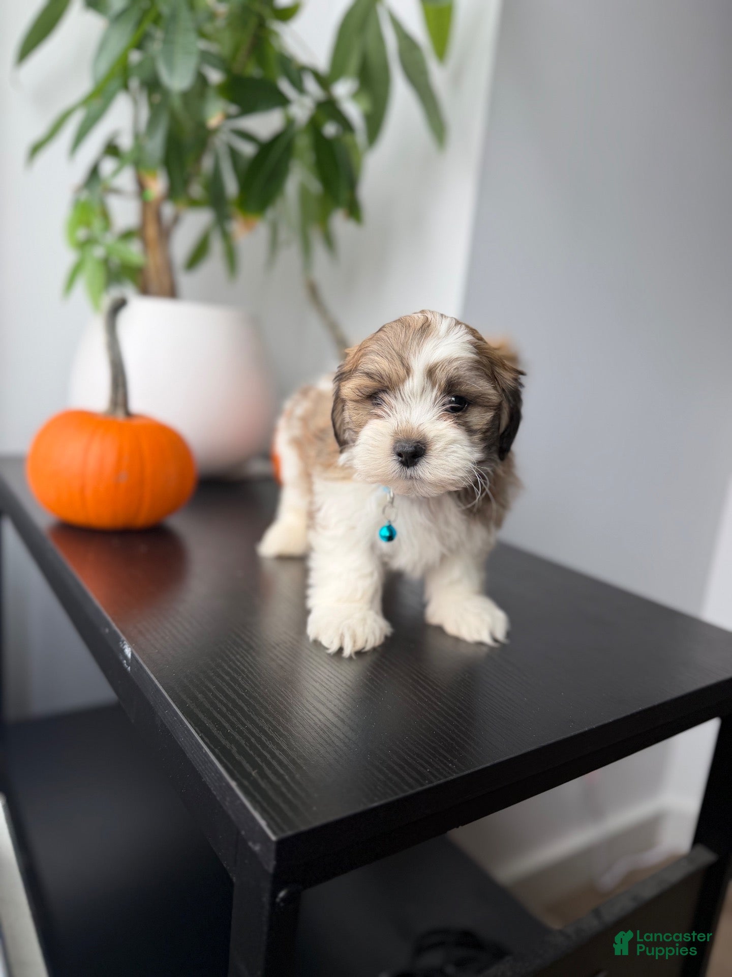 Shihpoo dogs Bluey - Ad 1