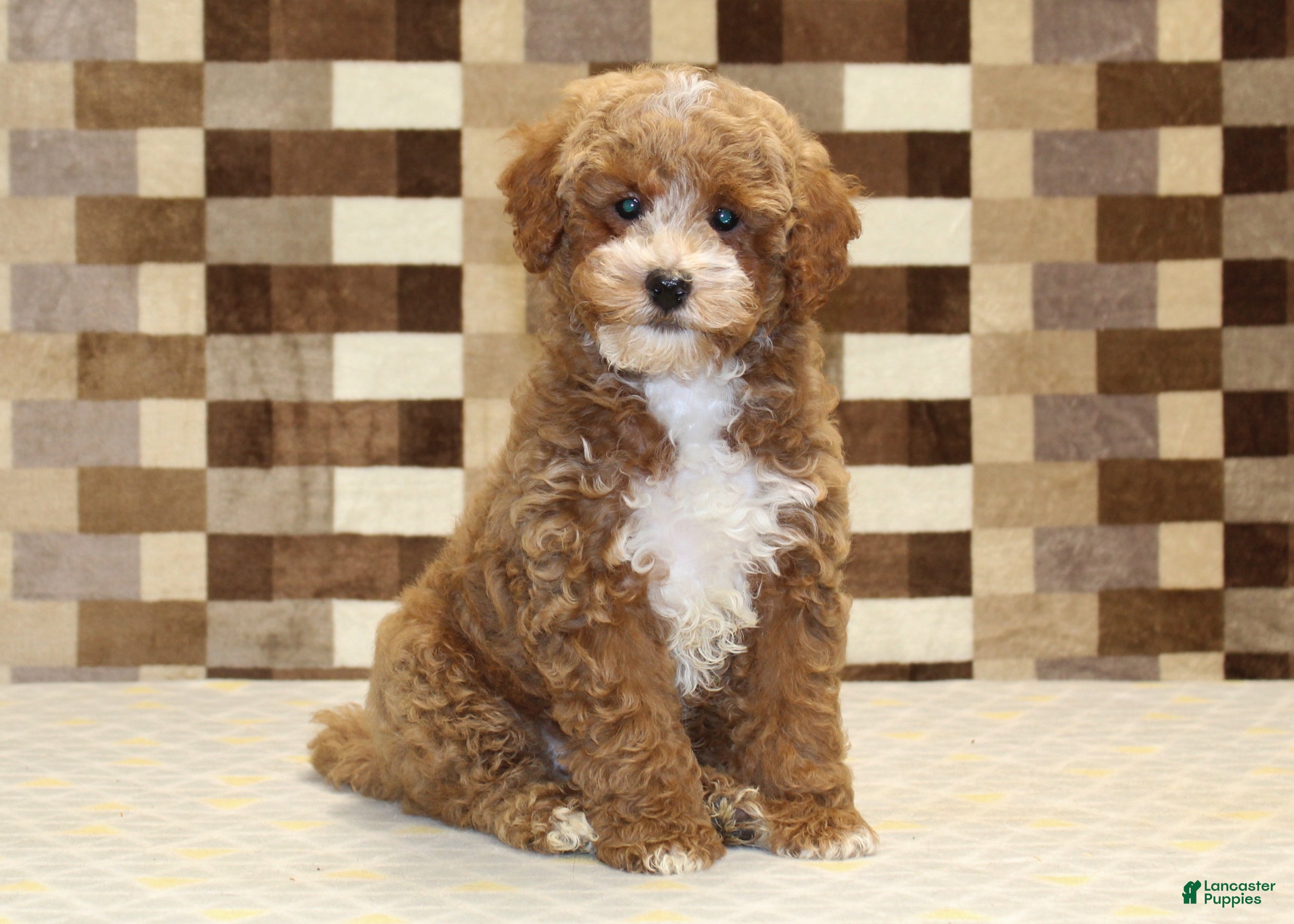 Miniature Poodle dogs Maverick - Ad 42