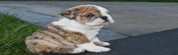 English Bulldog dogs for sale: English Bulldog Puppy 2 - Ad 4