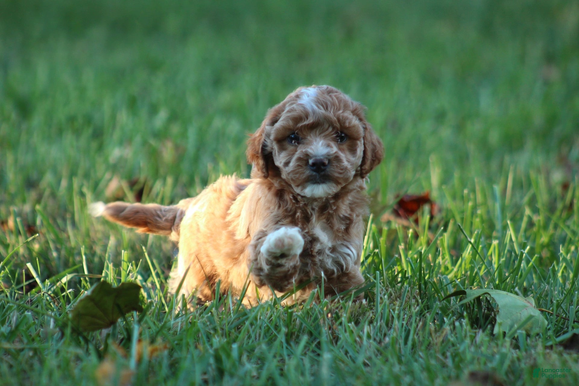 Bichpoo dogs for sale: Bailey - Ad 2