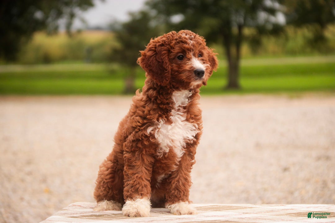 Cavapoo dogs Rory Cavapoo  - Ad 2