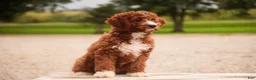 Cavapoo dogs for sale: Rory Cavapoo  - Ad 6
