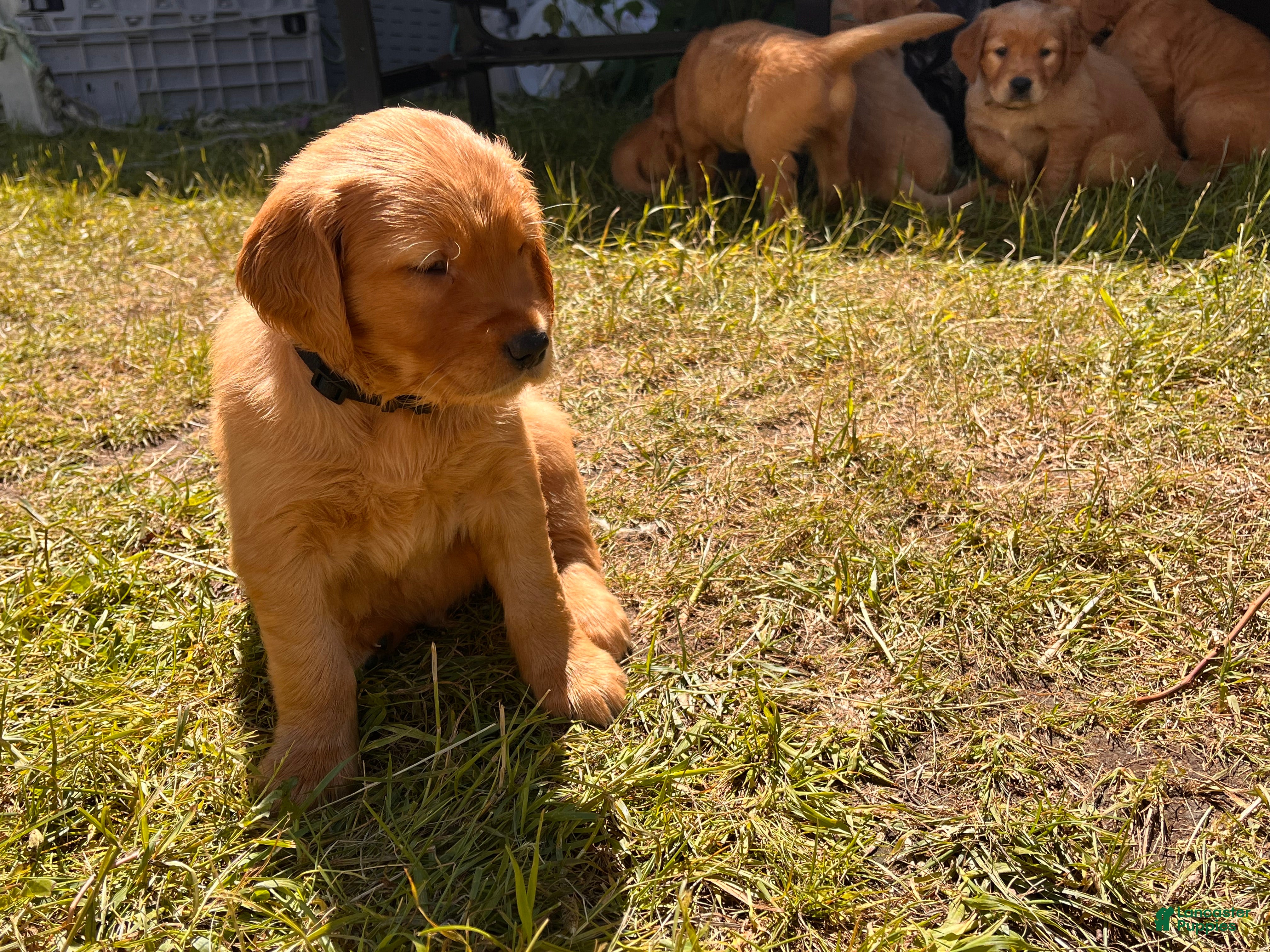 Golden Retriever dogs Golden Retriever 6 - Rowan - Ad 2