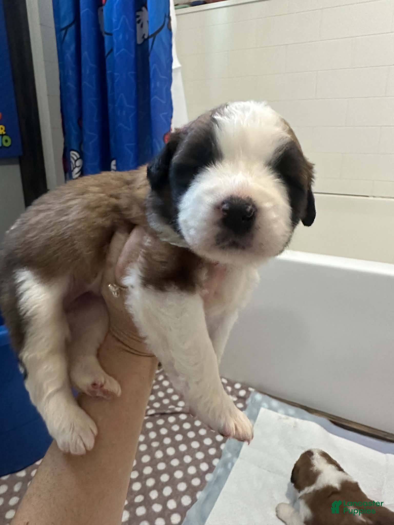 Saint Bernard dogs Sparkle  - Ad 39