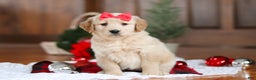Golden Retriever dogs for sale: Honey - Ad 2