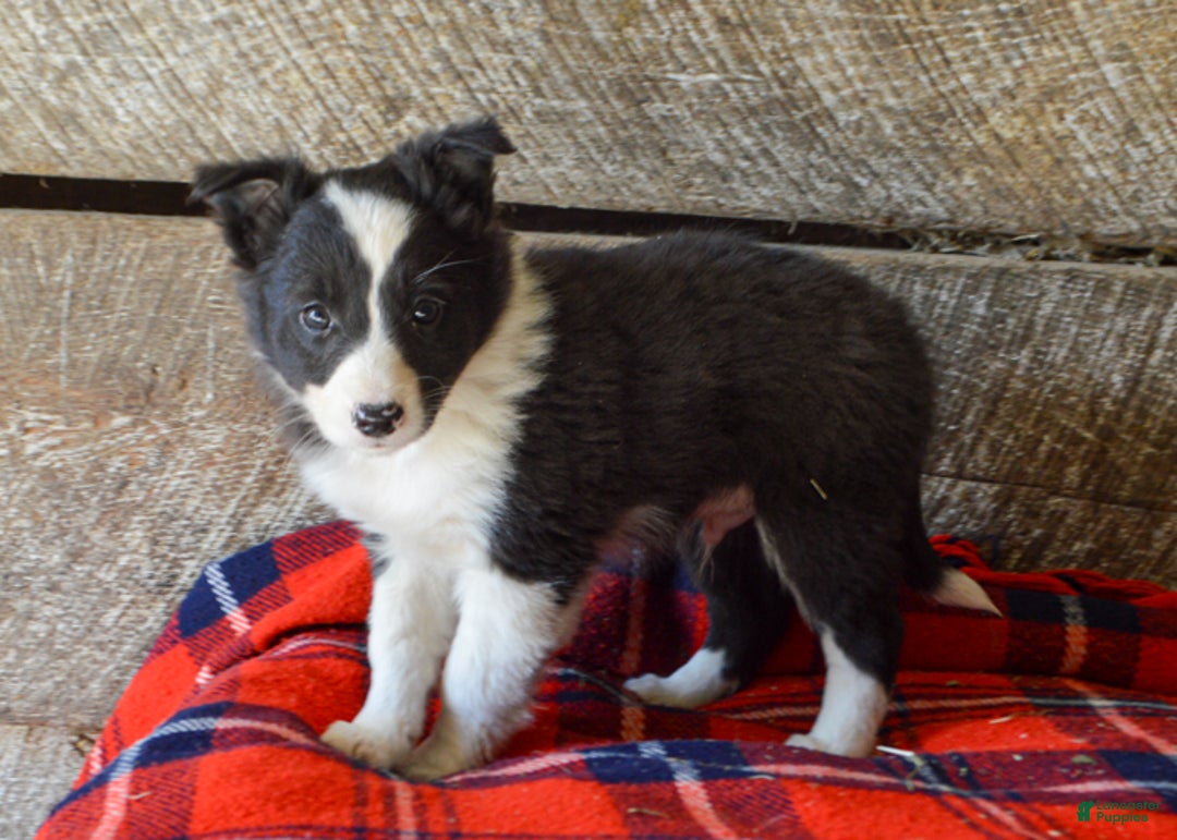 Mixed Breed dogs for sale: Sonny - Ad 2