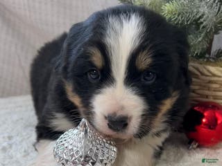 Mixed Breed dogs Jill - Ad 10