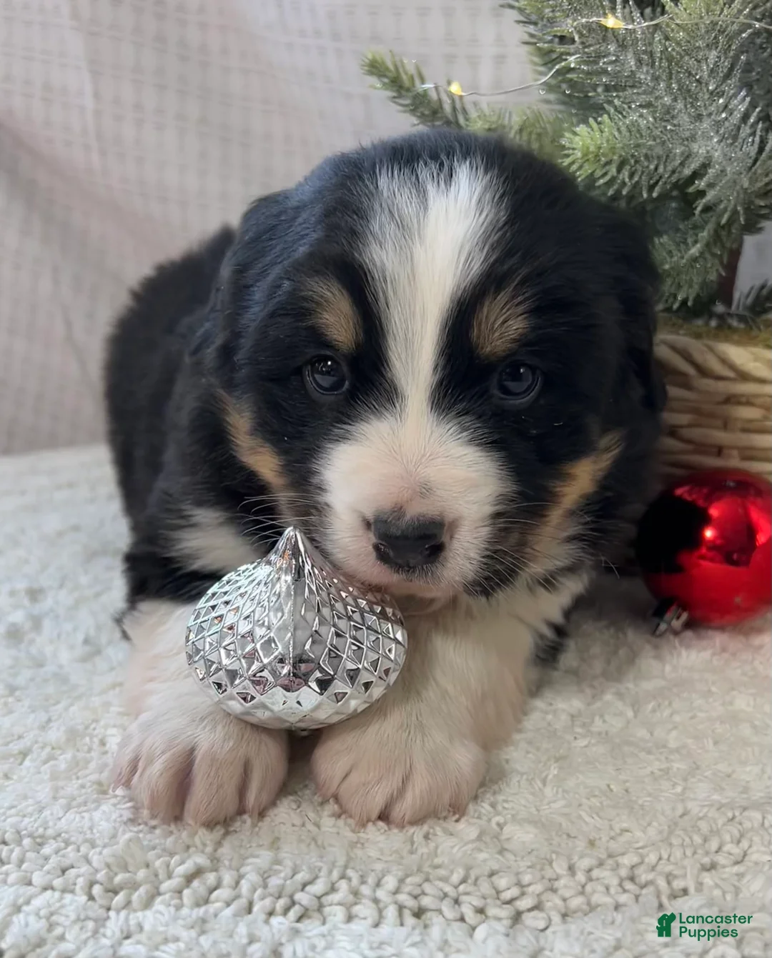 Mixed Breed dogs for sale: Jill - Ad 1