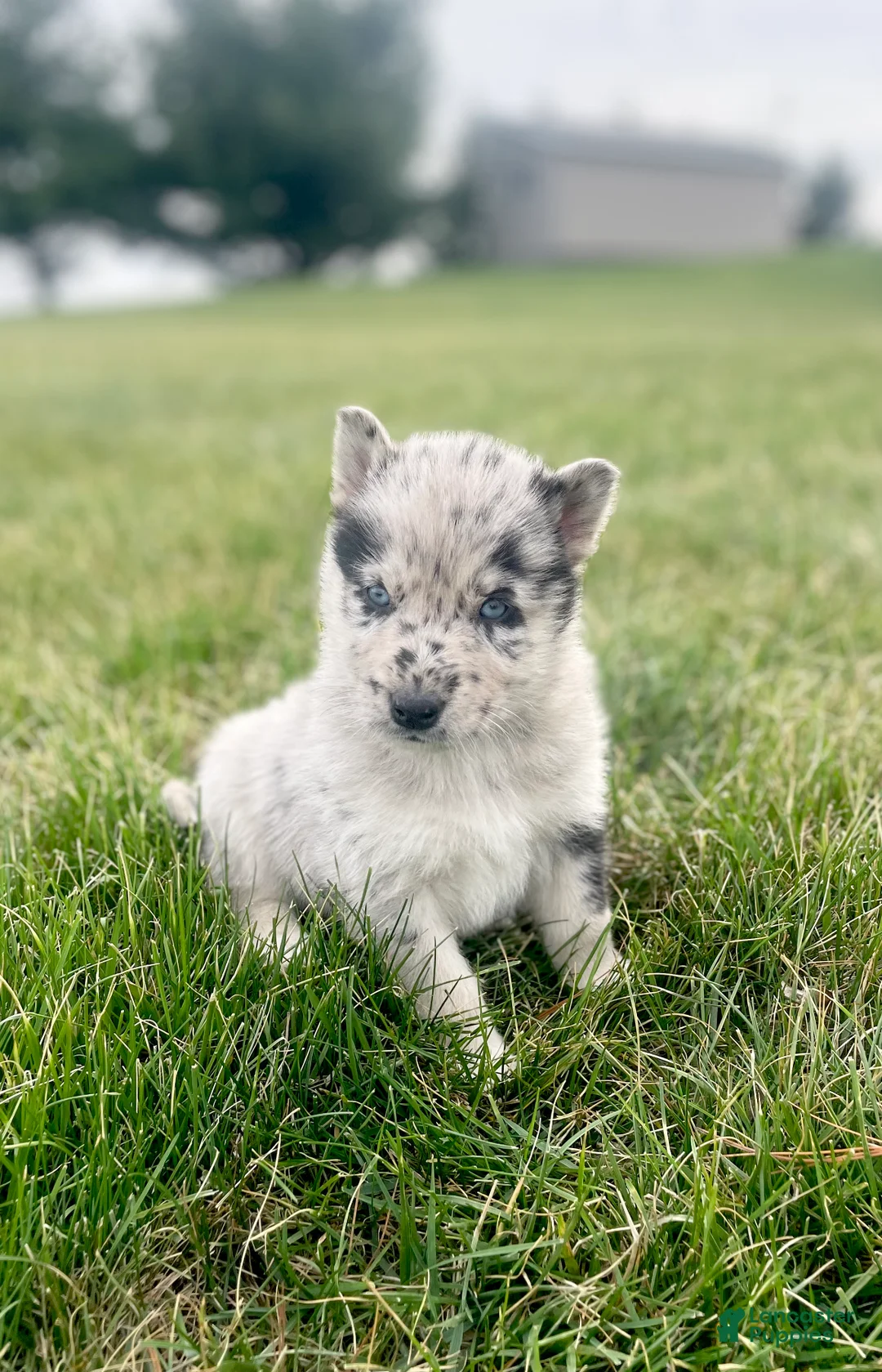 Gerberian Shepsky dogs for sale: Wolf - Ad 3