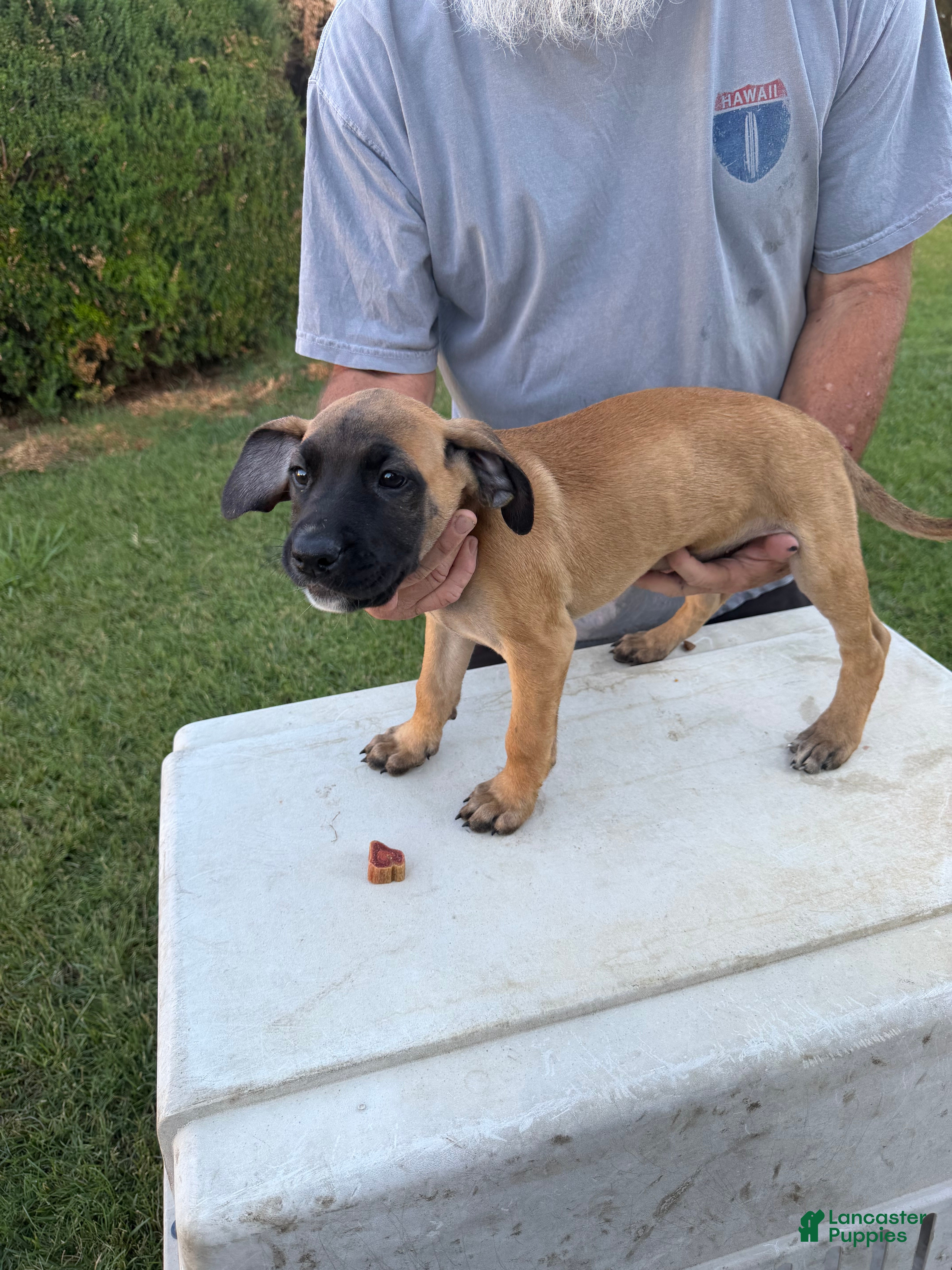 Mixed Breed dogs Tan black snout white chin female - Ad 23