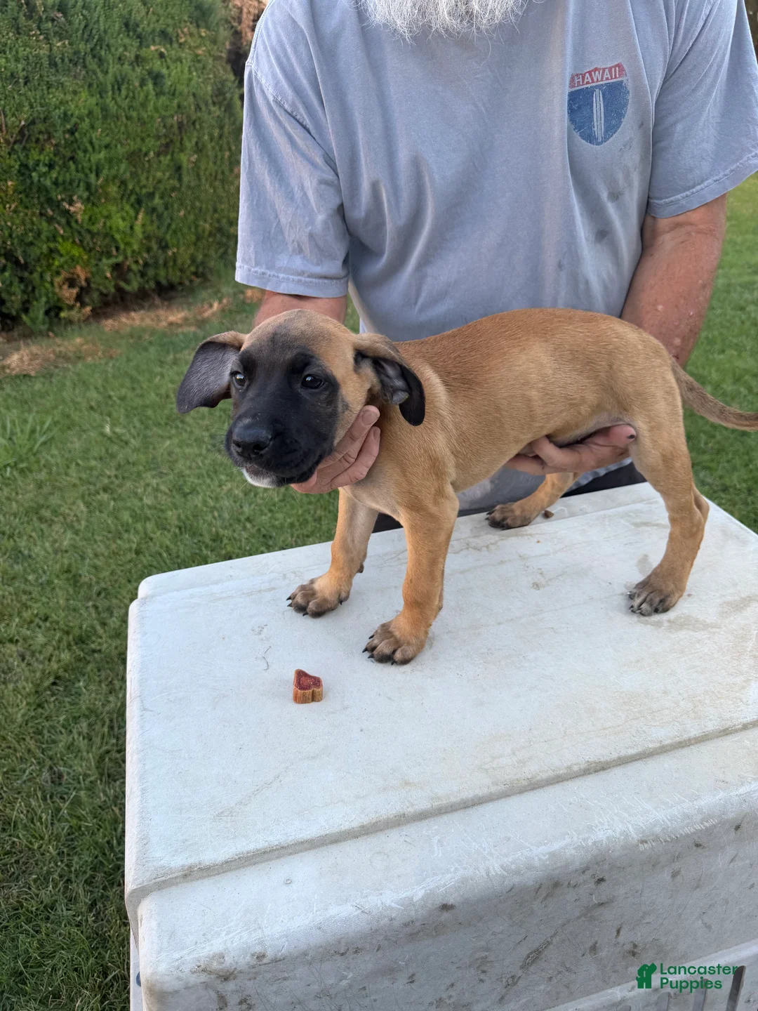 Mixed Breed dogs for sale: Tan black snout white chin female - Ad 1