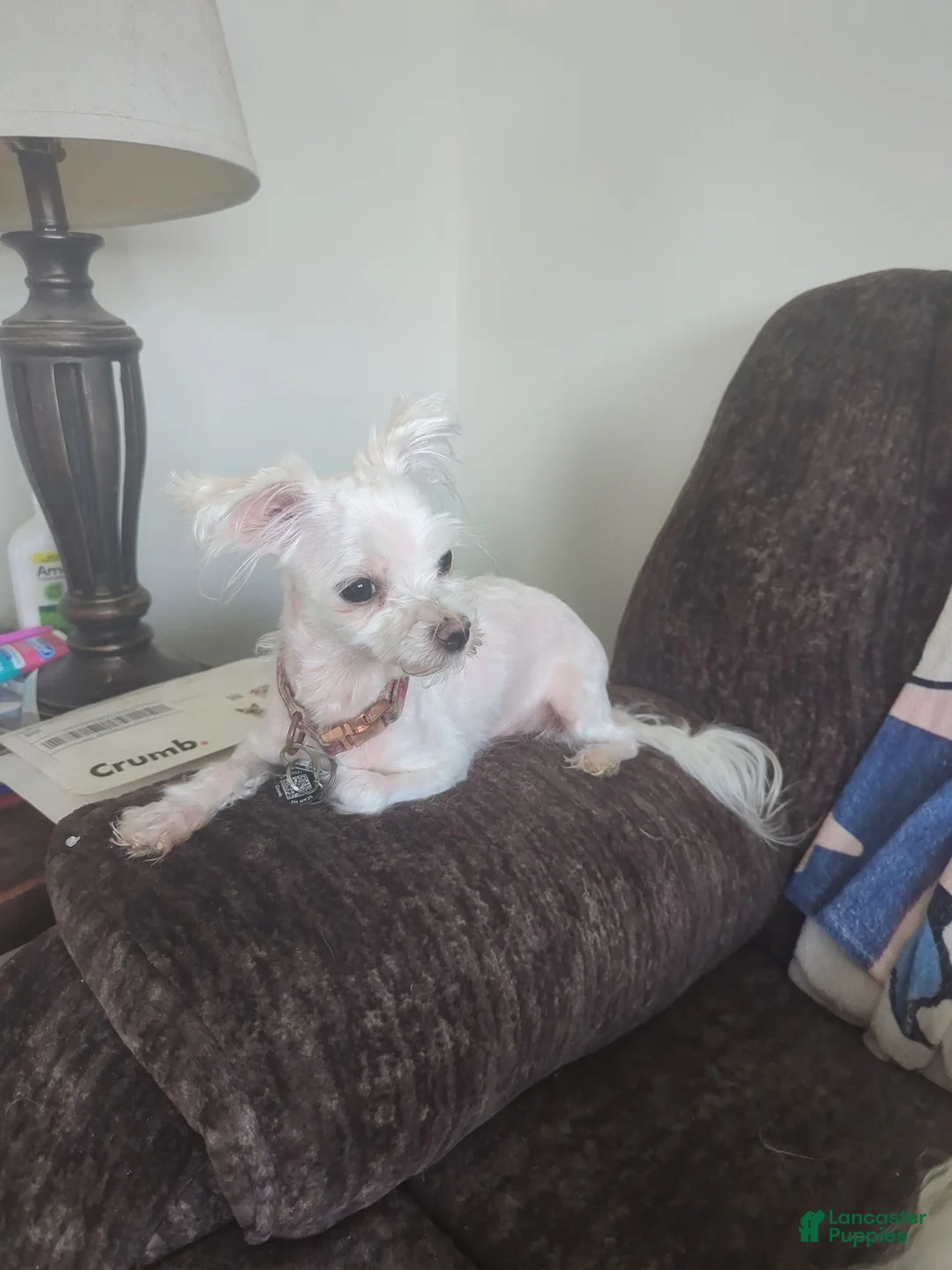 Maltese dogs for sale: Sophie  - Ad 3