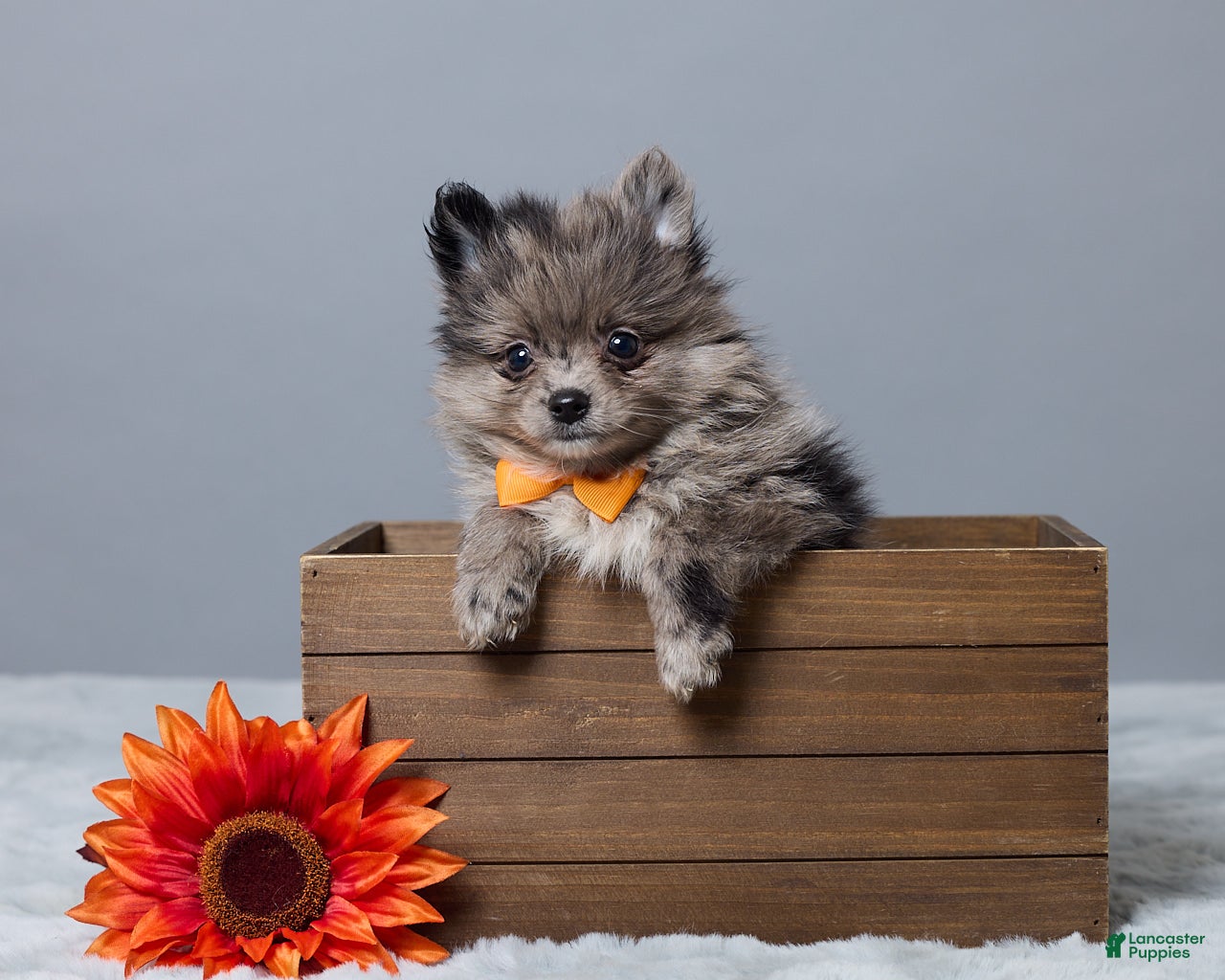 Pomeranian dogs Leo - Ad 1