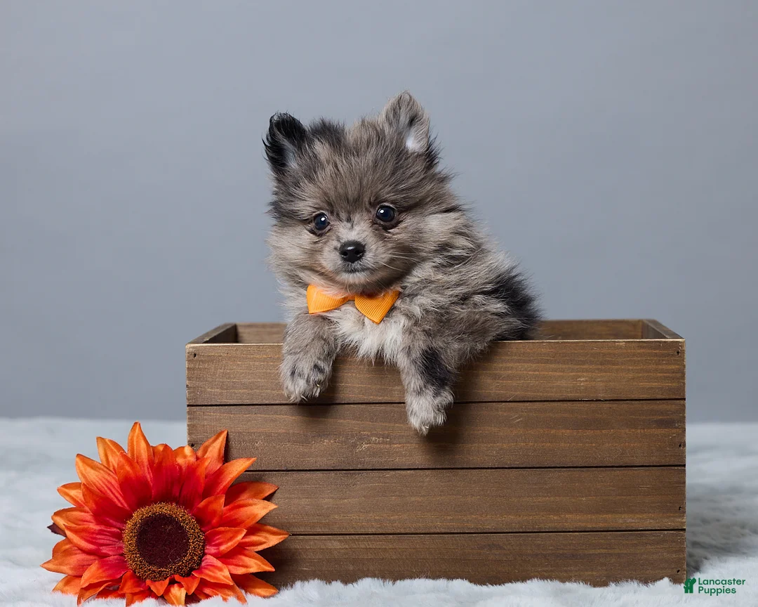 Pomeranian dogs for sale: Leo - Ad 1