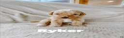 Goldendoodle dogs for sale: Ryker - Ad 1