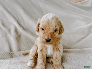 Goldendoodle dogs Ryker - Ad 38