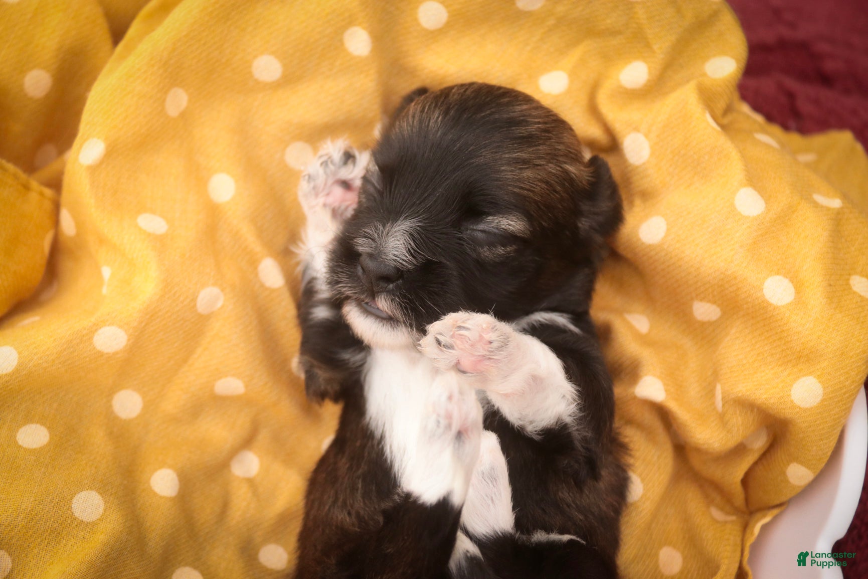Havanese dogs Blitz Havanese  - Ad 1