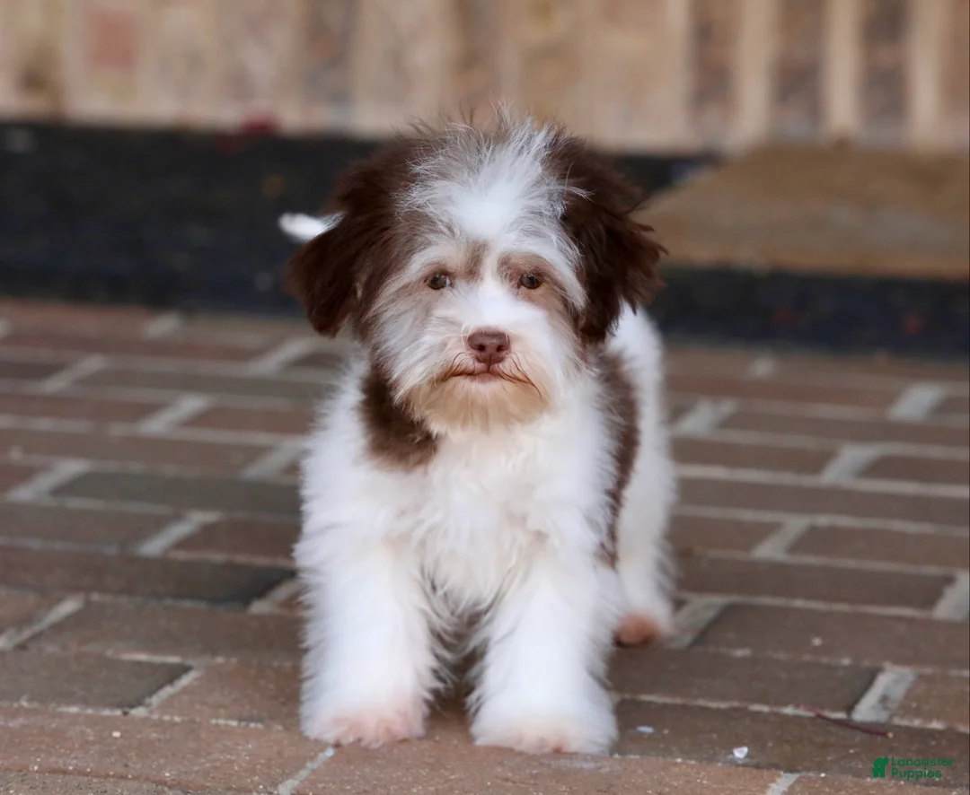 Havanese dogs for sale: Hope - Ad 27