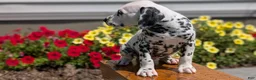 Dalmatian dogs for sale: Max - Ad 8