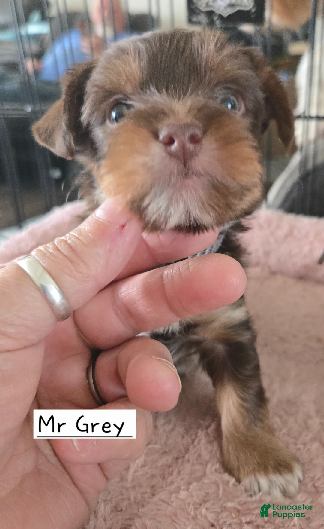 Yorkshire Terrier dogs for sale: Yorkshire Terrier Puppy 2 - Ad 2