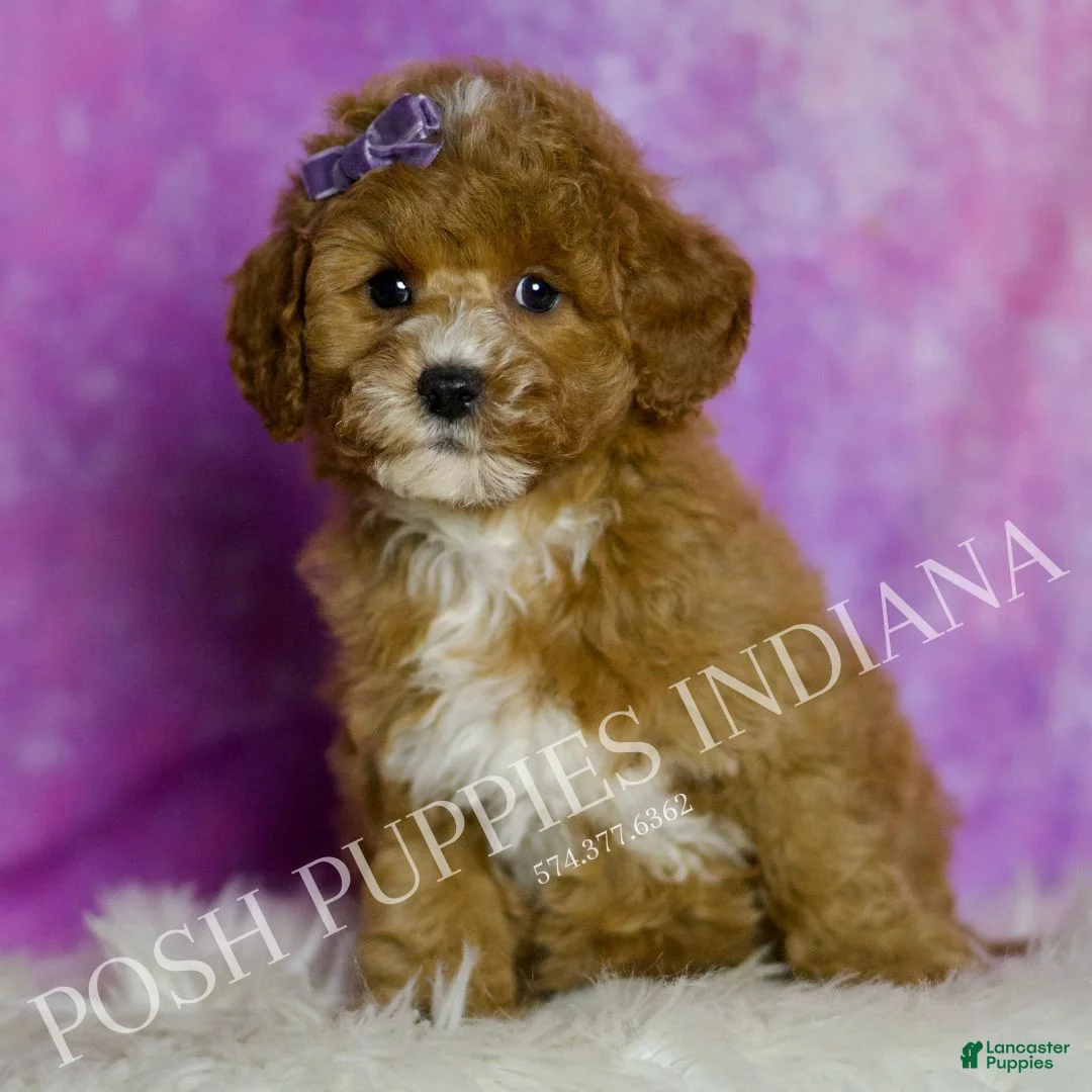 Mini Goldendoodle dogs for sale: Polly - Ad 4