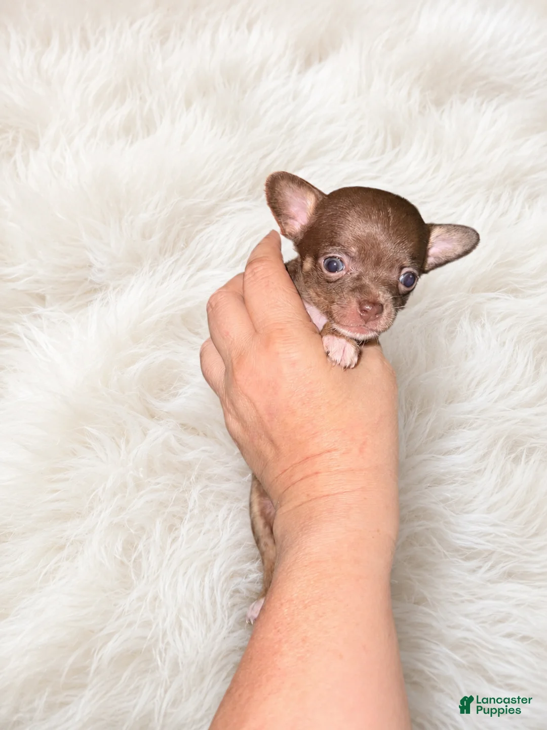 Chihuahua dogs for sale: Evie - Ad 2