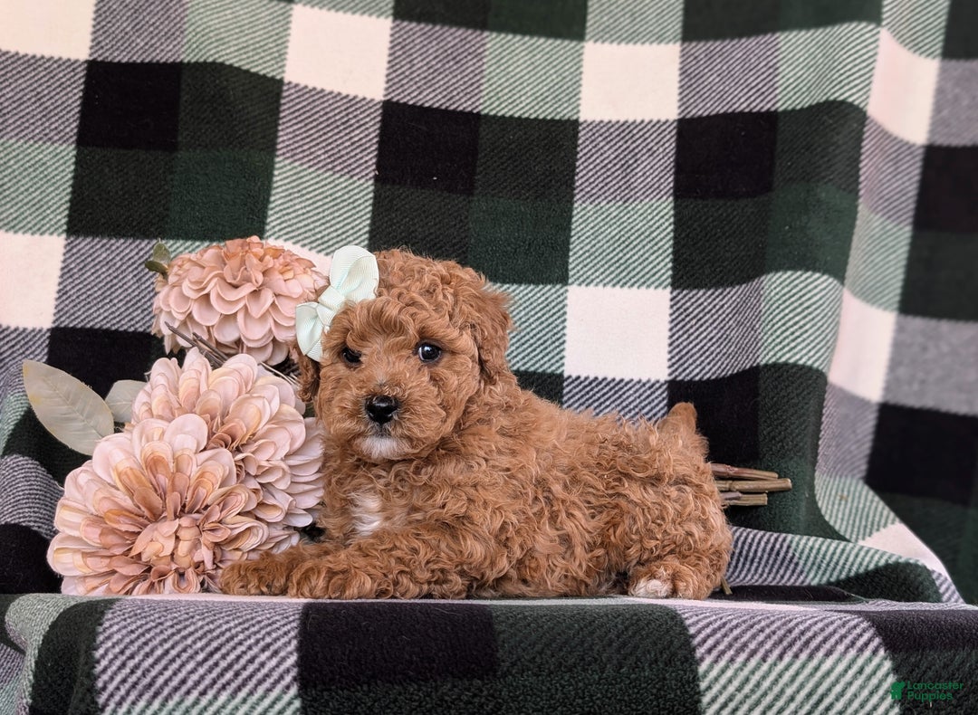 Miniature Poodle dogs for sale: Priscilla 9 lbs Full Grown - Ad 7