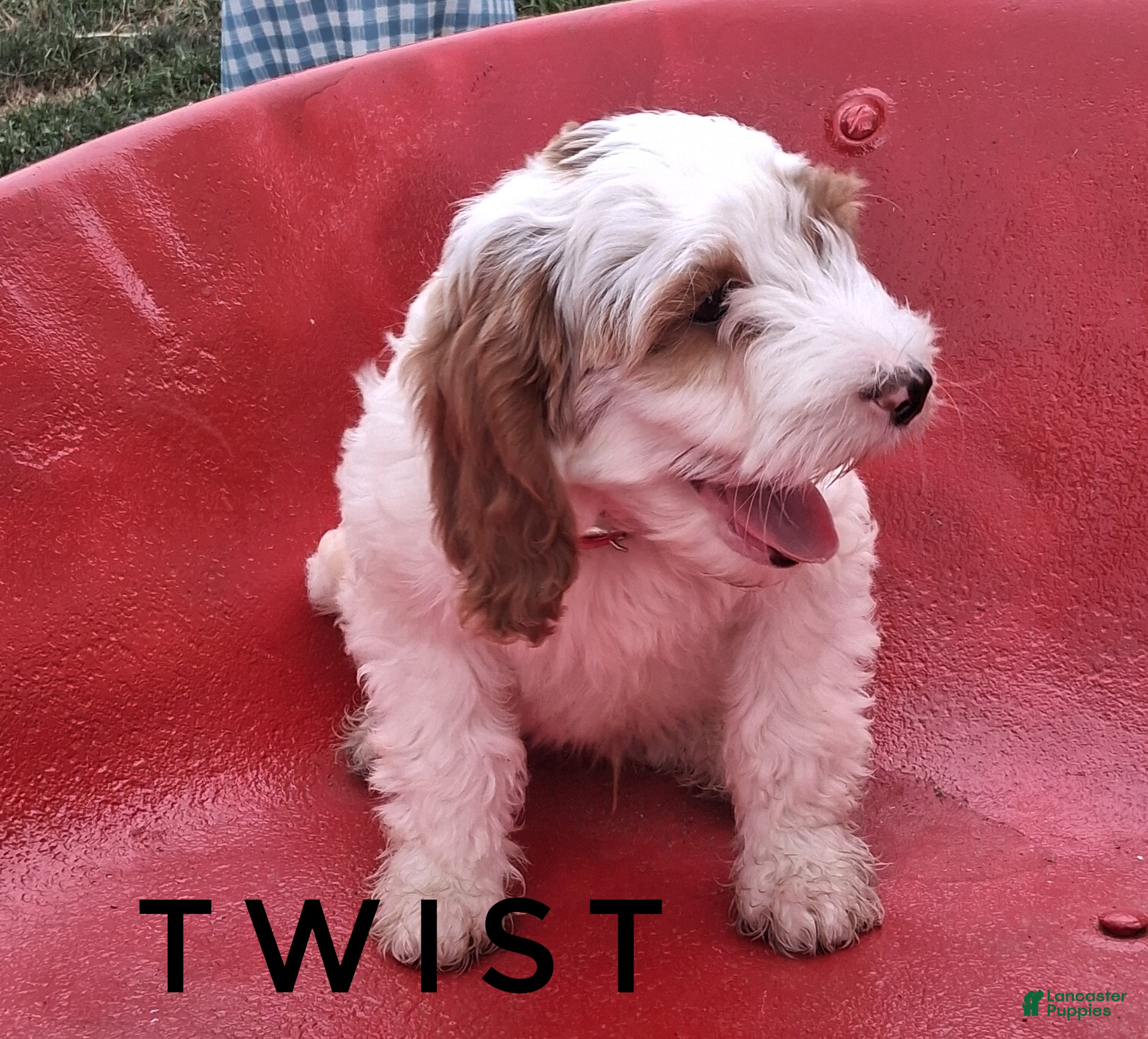 Cavapoo dogs Twist - Ad 1