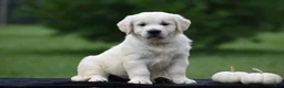 Golden Retriever dogs for sale: Dolly - Ad 2