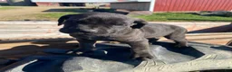 Cane Corso dogs for sale: Cookie - Ad 7