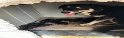 Mixed Breed dogs for sale: Mixed Breed 2 - Ad 4