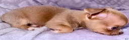 Chihuahua dogs for sale: Chihuahua Puppy 1 - Ad 4